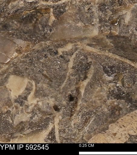 undet. Mollusca