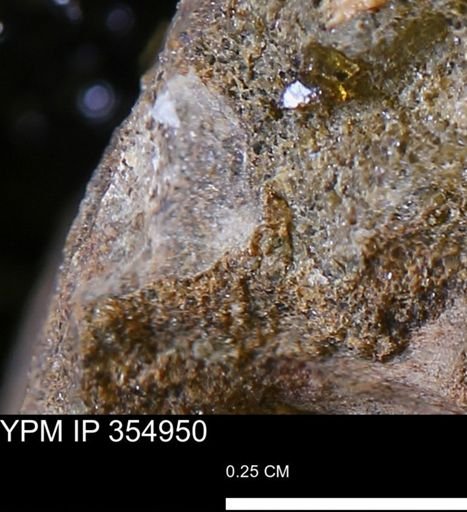 undet. Mollusca