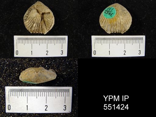 Leiorhynchus sp.