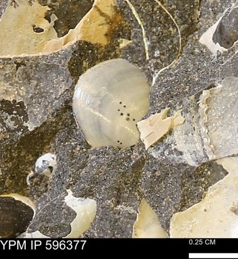 Protocardia?