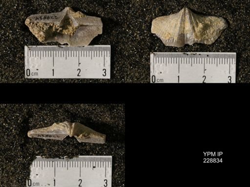 Neospirifer triplicatus