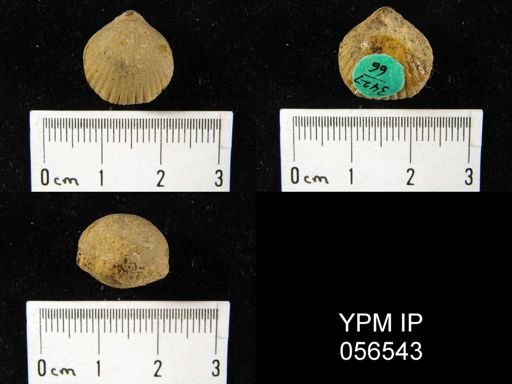 Uncinulus sp.