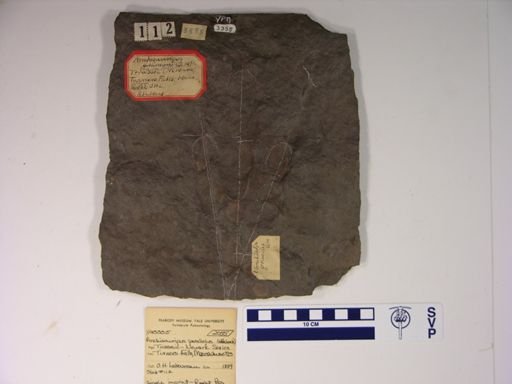 Anchisauripus parallelus