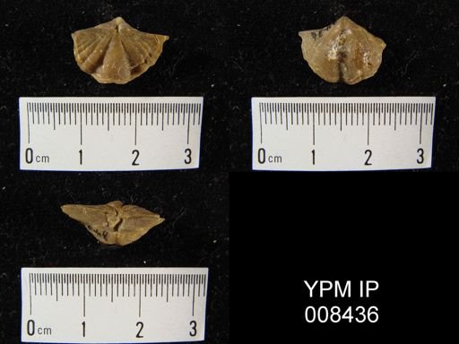 Cyrtina acutirostris