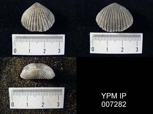 Uncinulus stricklandi