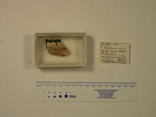Archaeohyrax suniensis