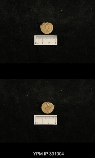Trepospira sphaerulata