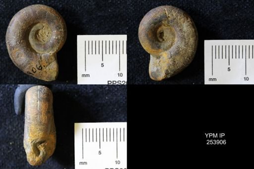 Ammonoidea