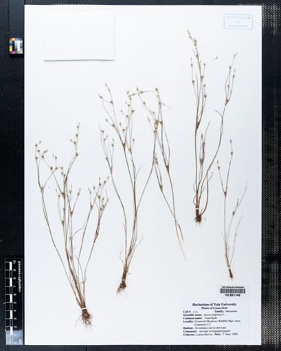 Juncus bufonius