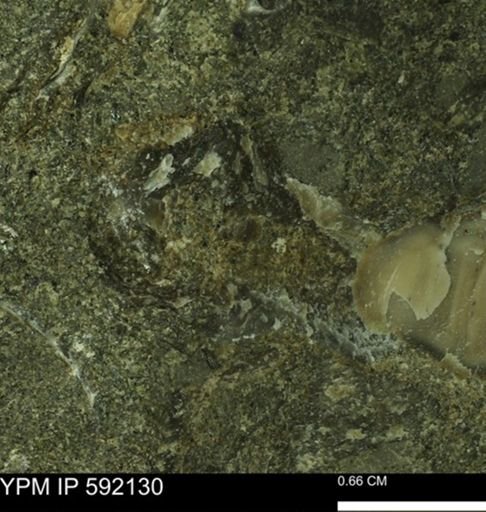 undet. Mollusca
