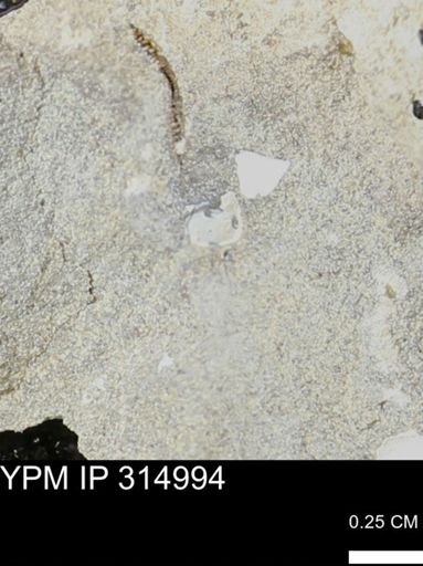 undet. Mollusca