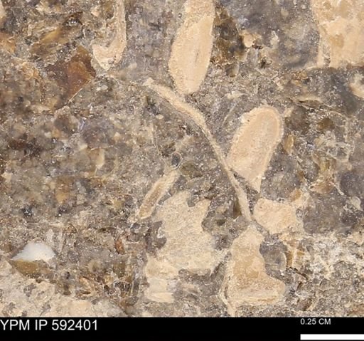 undet. Bivalvia