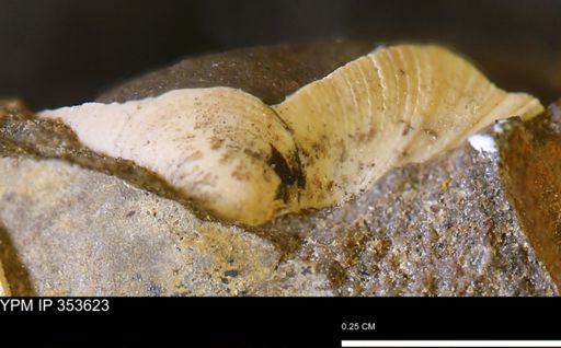 Limopsis striatopunctatus