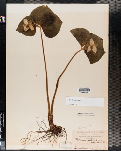 Trillium flexipes