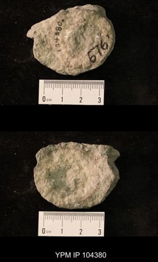 Beatricia undulata
