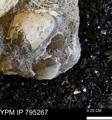 undet. Bivalvia