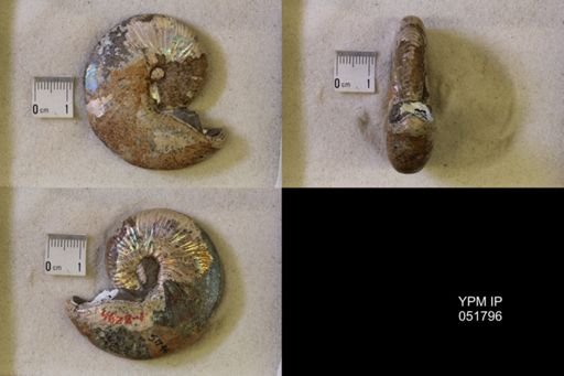 Hoploscaphites nicolletii