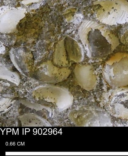 Corbulamella gregaria