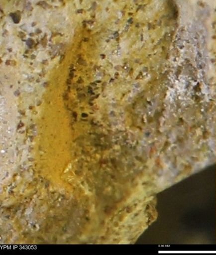 undet. Bivalvia