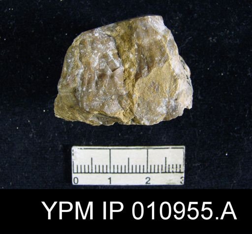 Meekella irregularis texana