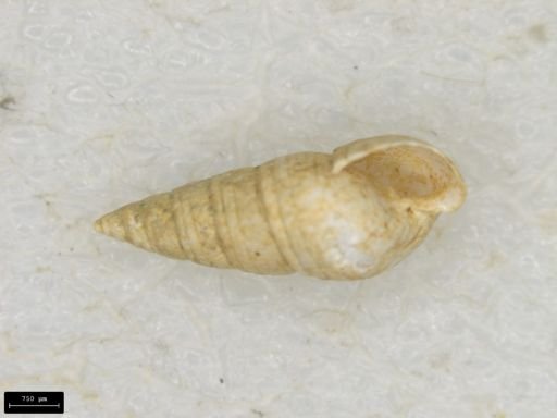 Odostomia trifida