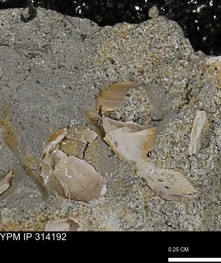 undet. Mollusca