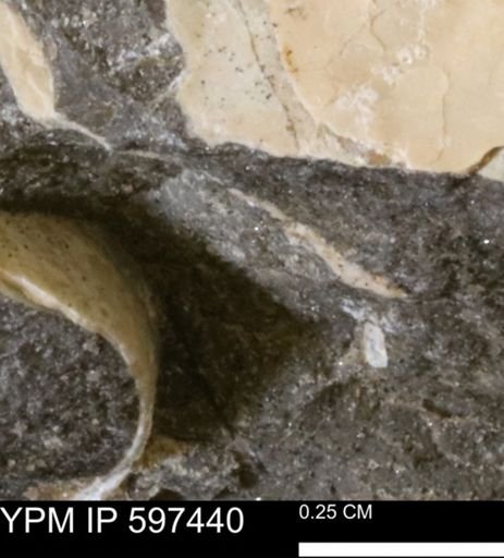undet. Bivalvia