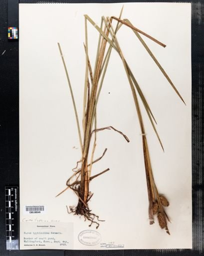 Carex typhina