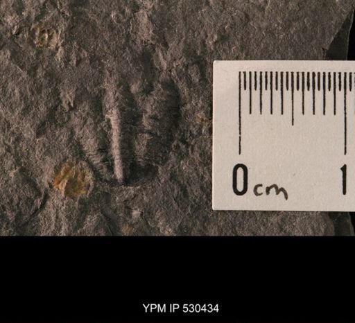 Trilobita