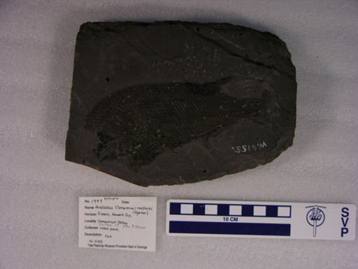 Catopterus redfieldi