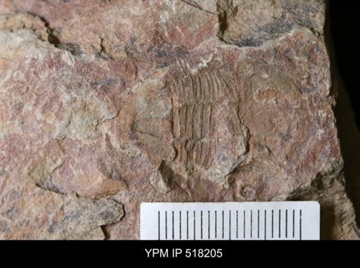 undet. Trilobita