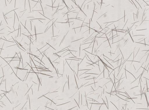 Halichondria panicea