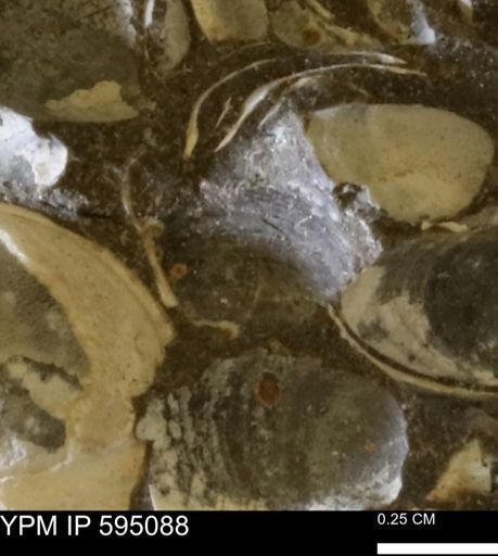 Protocardia sp.