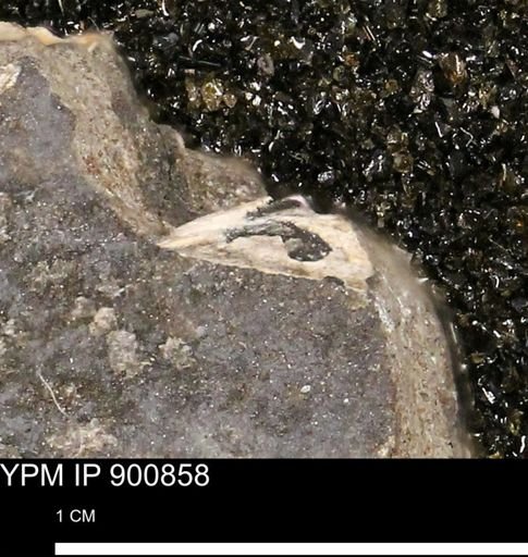 undet. Mollusca