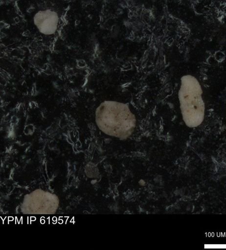 undet. Foraminiferida
