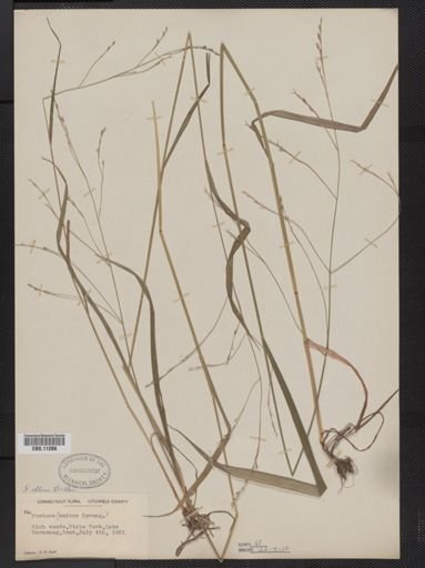 Festuca subverticillata