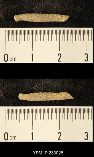 Archaeocidaris sp.