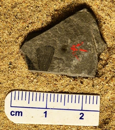 Sphenophyllum sp.
