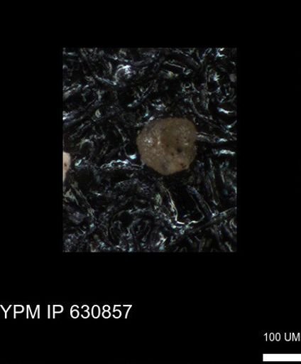 undet. Globigerinina