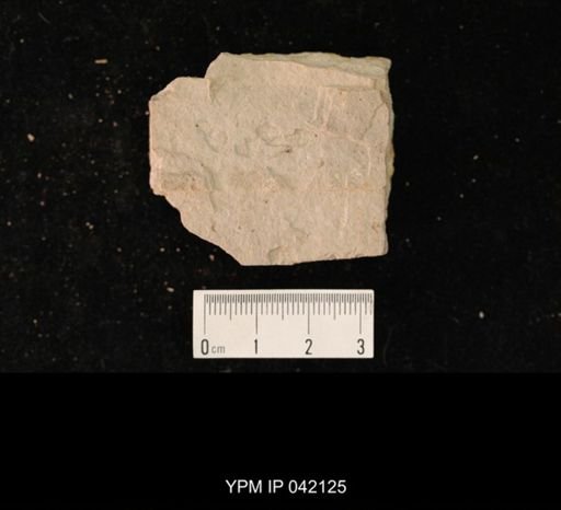 undet. Hymenoptera