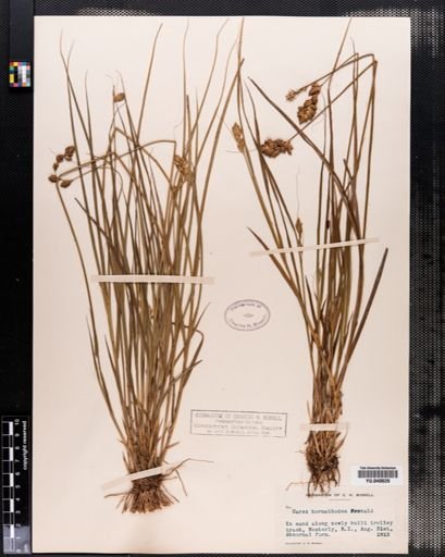 Carex hormathodes