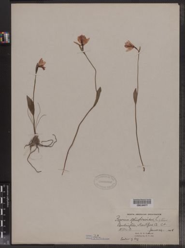 Pogonia ophioglossoides