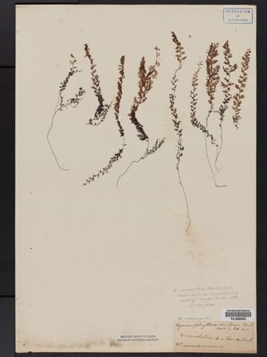 Hymenophyllum reniforme