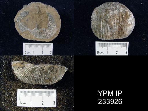 Dictyoclostus americanus