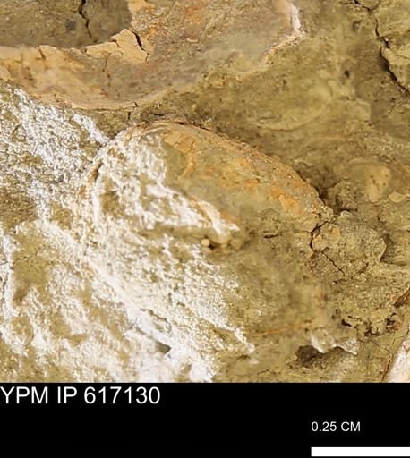 Sphaerium sp.