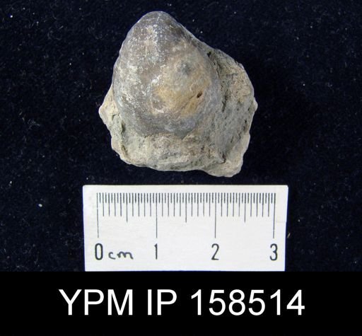 Hindella umbonata