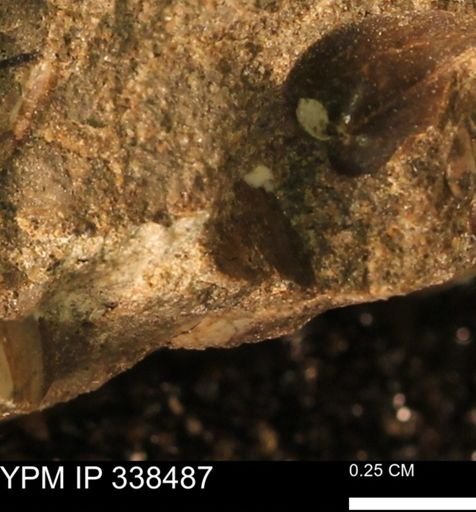 undet. Mollusca