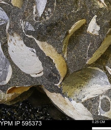Protocardia sp.