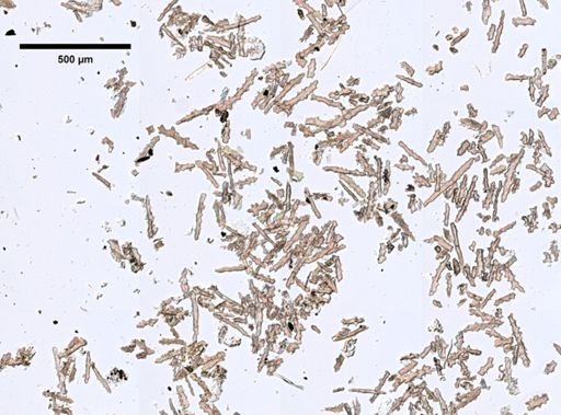 Gersemia longiflora