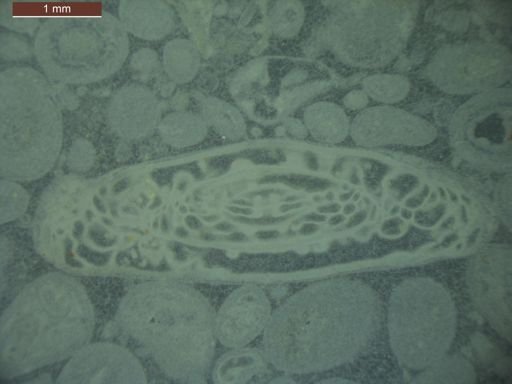 Triticites nealensis